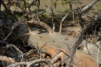 DSC_3269 (Large).JPG